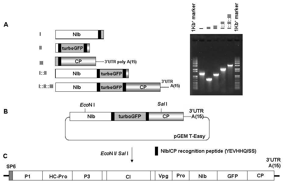 Construction procedure of the pSP6PepMoV-Vb1/GFP.