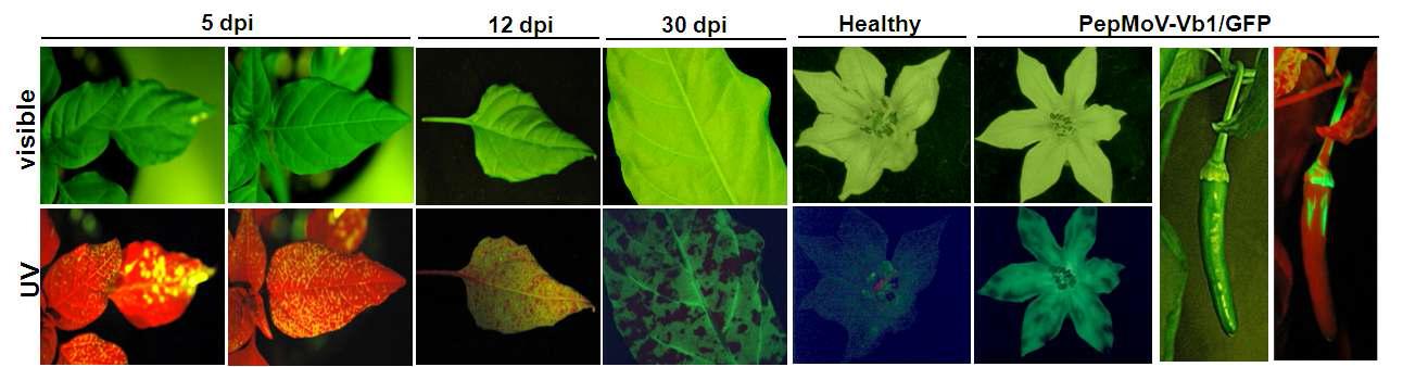 GFP expression on inoculated and systemic leaves of pepper plants.