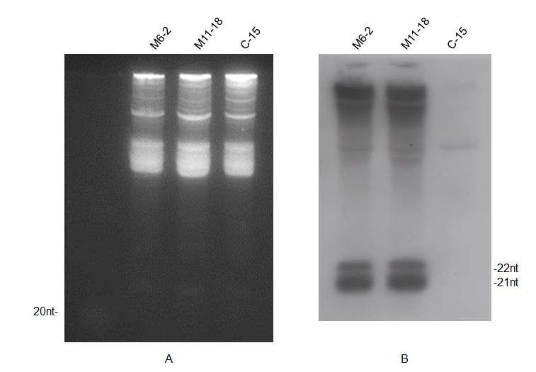 siRNA extracted from transgenic and non-transgenic leaves (A) and siRNAanalysis of two transgenic plant lines (B).