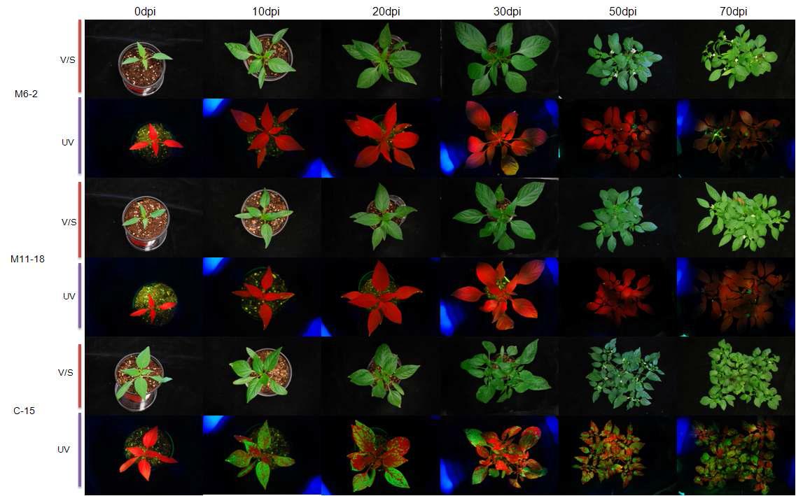 PepMoV-RNAi transgenic-pepper(M6-2, M11-18) and non-transgenicpepper(C-15) inoculated by PepMoV-GFP and observed at 0dpi, 10dpi, 20dpi, 30dpi, 50dpi,70dpi on visible lingt and ultraviolet light.