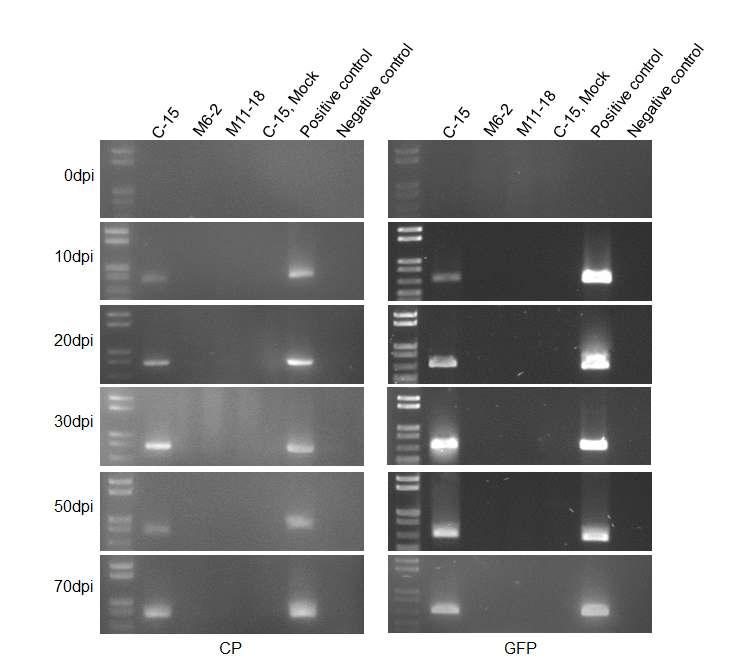 RT-PCR analysis of the CP gene and GFP in PepMoV-RNAitransgenic peppers.