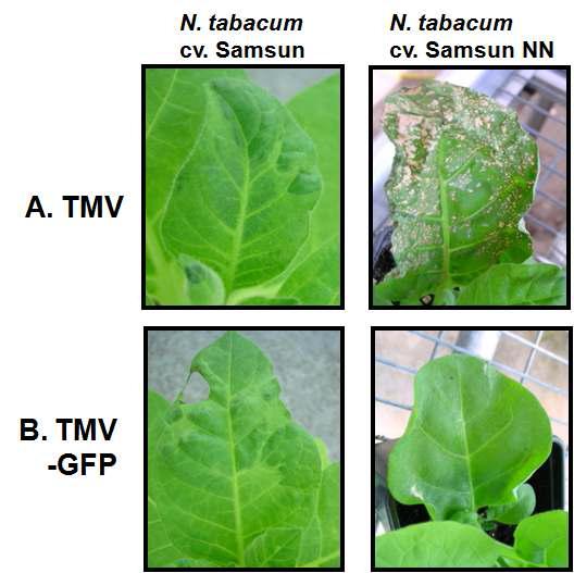 Symptoms on N. tabacum cv. Samsun and SamsunNNinfected by TMV (A) and TMV-GFP (B).