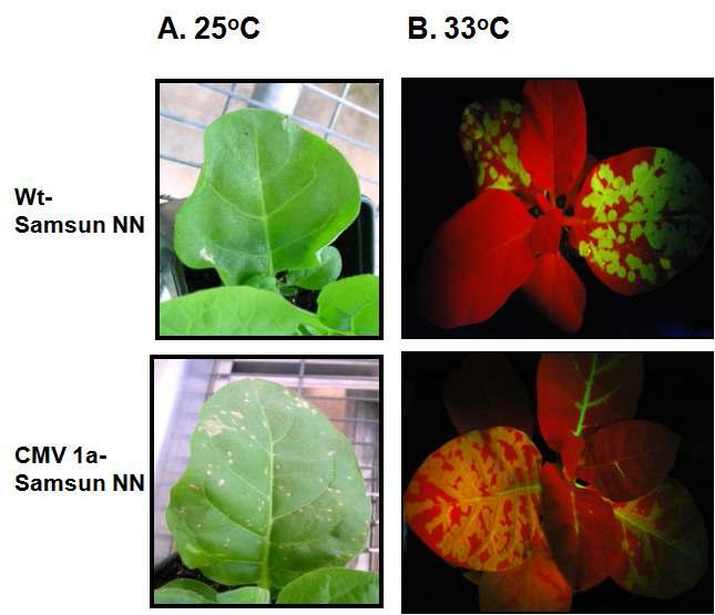 Symptoms on N. tabacum cv. SamsunNN and CMV1a-SamsunNN transgenic tobacco infected by TMV-GFP at 25℃ (A)and TMV-GFP, 10dpi at 33℃ (B).