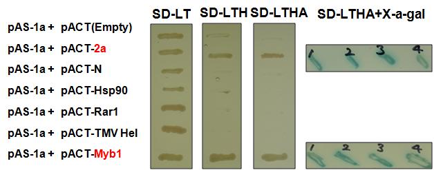 The interactions between 1a and N-gene-related host proteins onselective medium with or without X-gal.