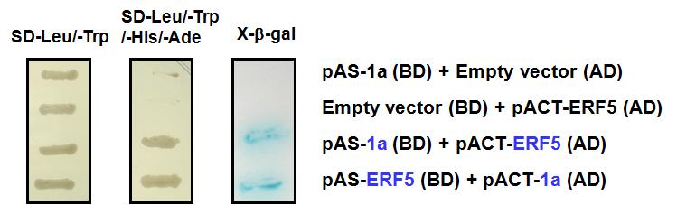 Confirmation of interactions between CMV 1a and ERF5 in yeast.