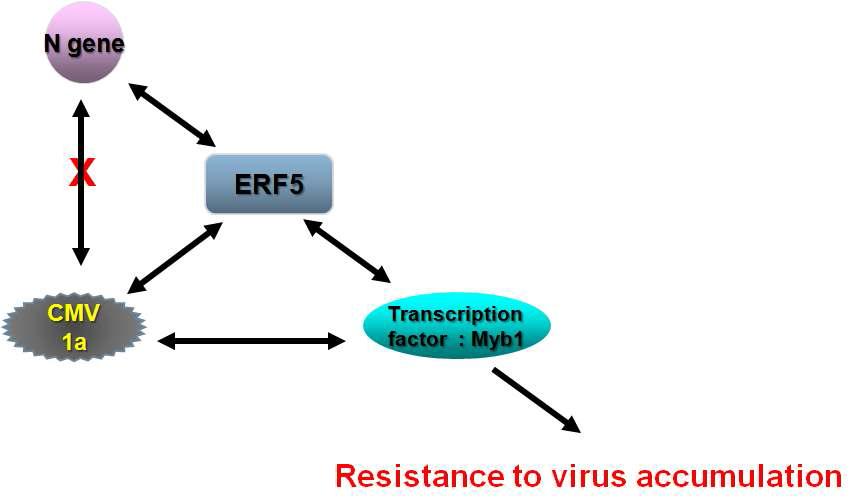 Schematic diagram for deduced relationships between 1a and hostproteins in TMV resistance.