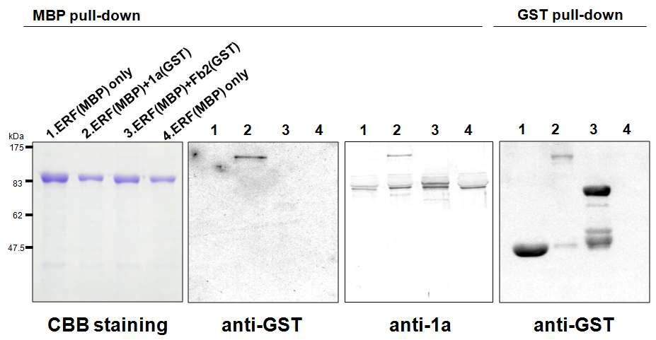 I n vitro protein-protein interaction assay between ERF5 andCMV-1a.