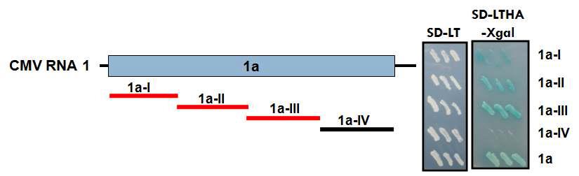 Interactions between partials of CMV 1a and ERF5 in yeast.