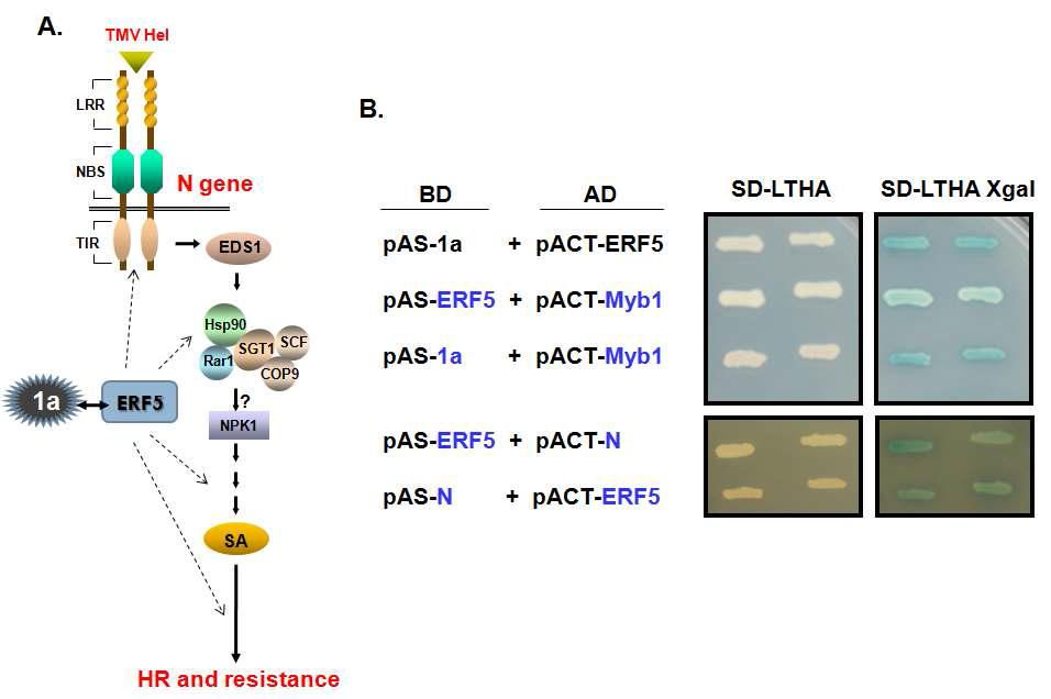 Schematic diagram about interactions of CMV 1a protein in N-gene resistantsignaling (A) and interactions between ERF5 and other host proteins in yeast (B).