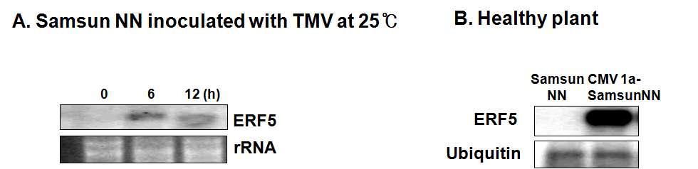 Analysis of RNA accumulatin of ERF5 in wt-tobacco (A) and CMV-1a transgenic tobacco (B).