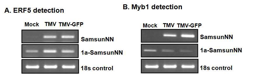 RNA analysis of ERF5 and Myb1 at 25℃ using semi-quantitative RT-PCR.