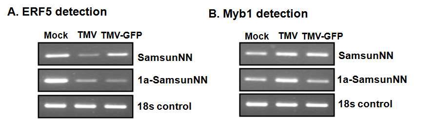 RNA analysis of ERF5 and Myb1 at 33℃ using semi-quantitative RT-PCR.