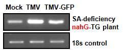 ERF5 detection on SA-deficiency nahG transgenic plant infected by TMVand TMV-GFP.