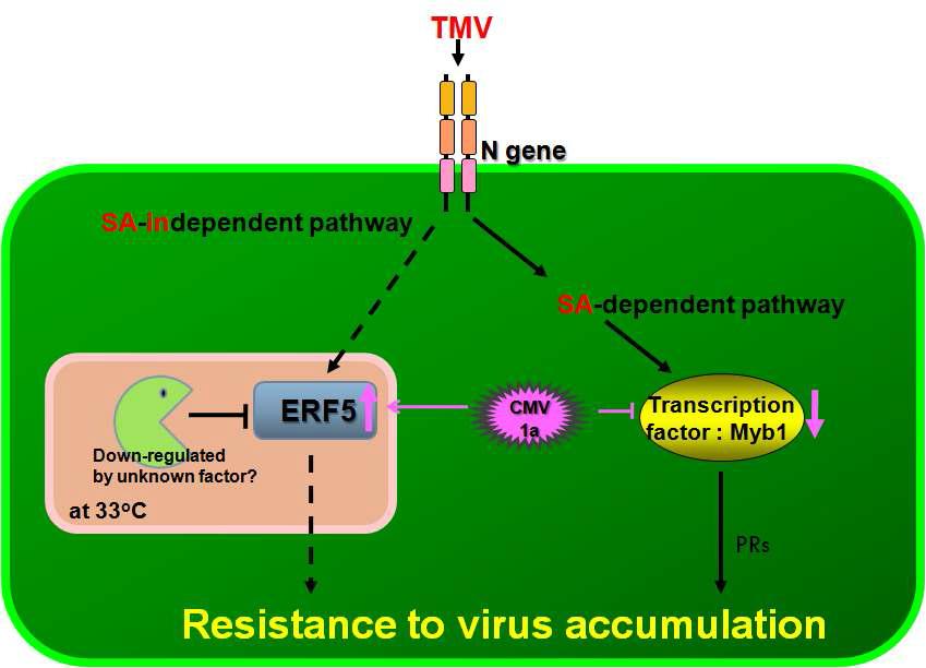 Schematic diagram for interactions between CMV 1a and N-gene associatedsignal proteins in TMV resistance.