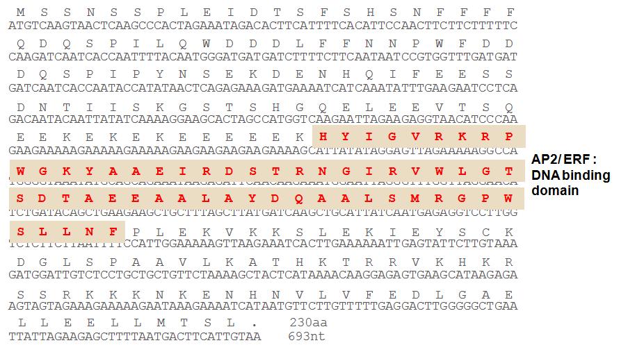 Full length sequence of nucleotide and amino acid of ERF5 in N. tabacumcv. Xanthi-nc. Red characters indicate AP2/ERF DNA binding domain.