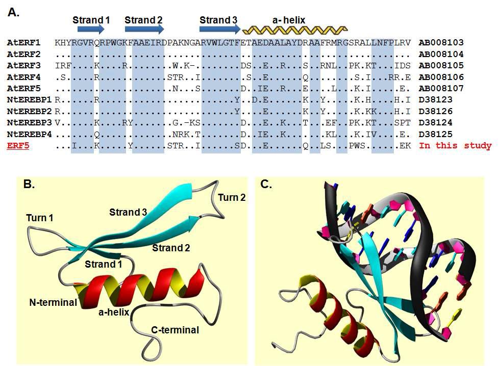 Comparison to amino acids of DNA binding domain region of AP2/ERF familymembers (A) and predicted 3D structure (B and C).