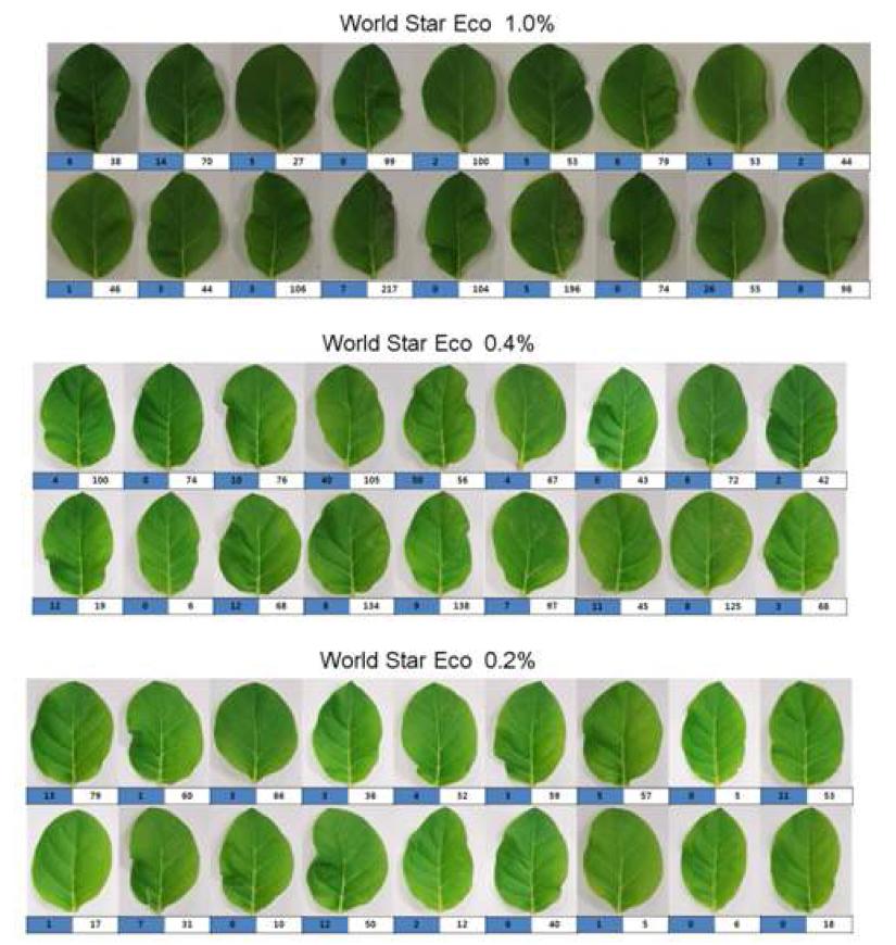 Antiviral activity of World Star Eco (at 1.0%, 0.4% and 0.2% concentration) againstTMV in the local lesion host (N.tabacumcv.SamsunNN)usingthe half-leaf method.