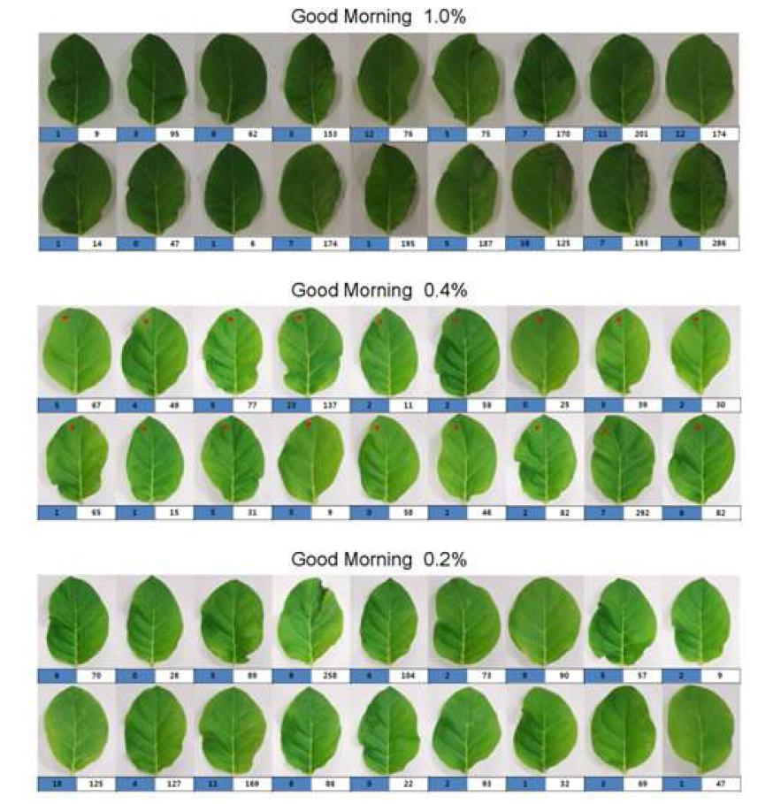 Antiviral activity of Good Morning (at 1.0%, 0.4% and 0.2% concentration) against TMV inthe local lesion host (N.tabacumcv.SamsunNN)usingthe half-leaf method.