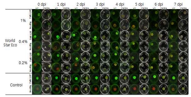 Antiviral activity of World Star Eco against TMV-GFP: leaf-disc method.