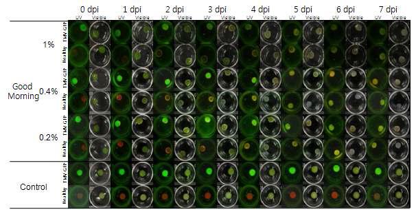 Antiviral activity of Good Morning against TMV-GFP: leaf-disc method.