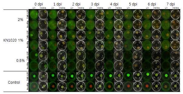 Antiviral activity of KN1020 against TMV-GFP: leaf-disc method.