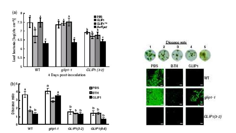 GLIP1의 병원균에 대한 SAR 혹은 유도저항성 기능 조사