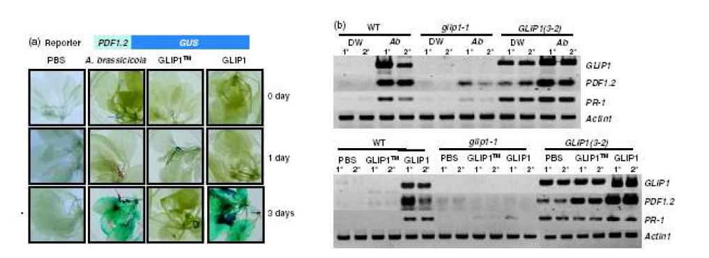 GLIP1의 유전자 발현에 대한 SAR 혹은 유도저항성 기능 조사