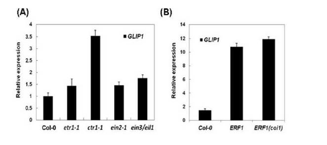 ET 신호전달 변이체 (A)와 ERF 1 과발현 식물체 (B)에서의 GLI P 1 발현 분석