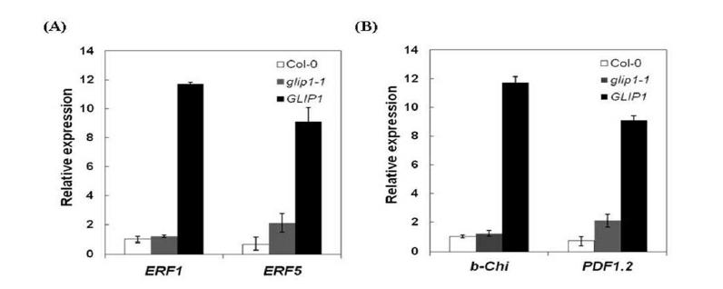 glip1과 35S:GLI P 1 식물체에서 ET 관련 유전자들의 발현 분석