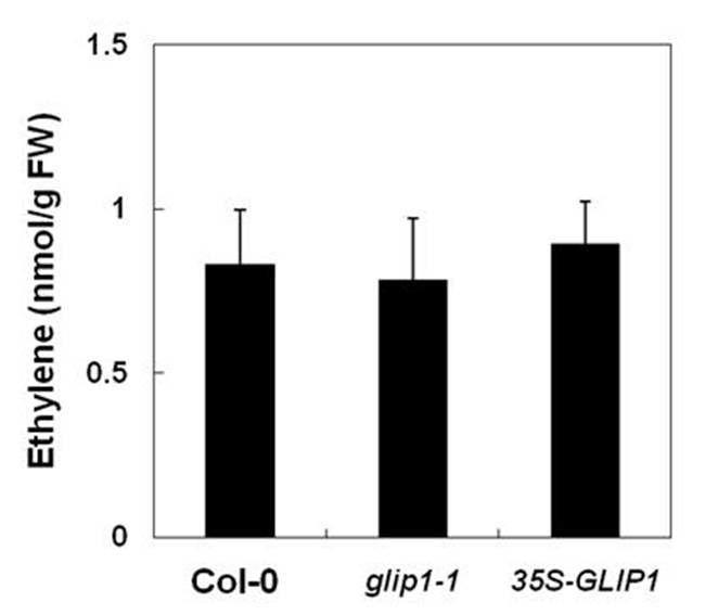 야생형, glip1-1, 35S:GLI P1 식물체에서 ET 함량 측정