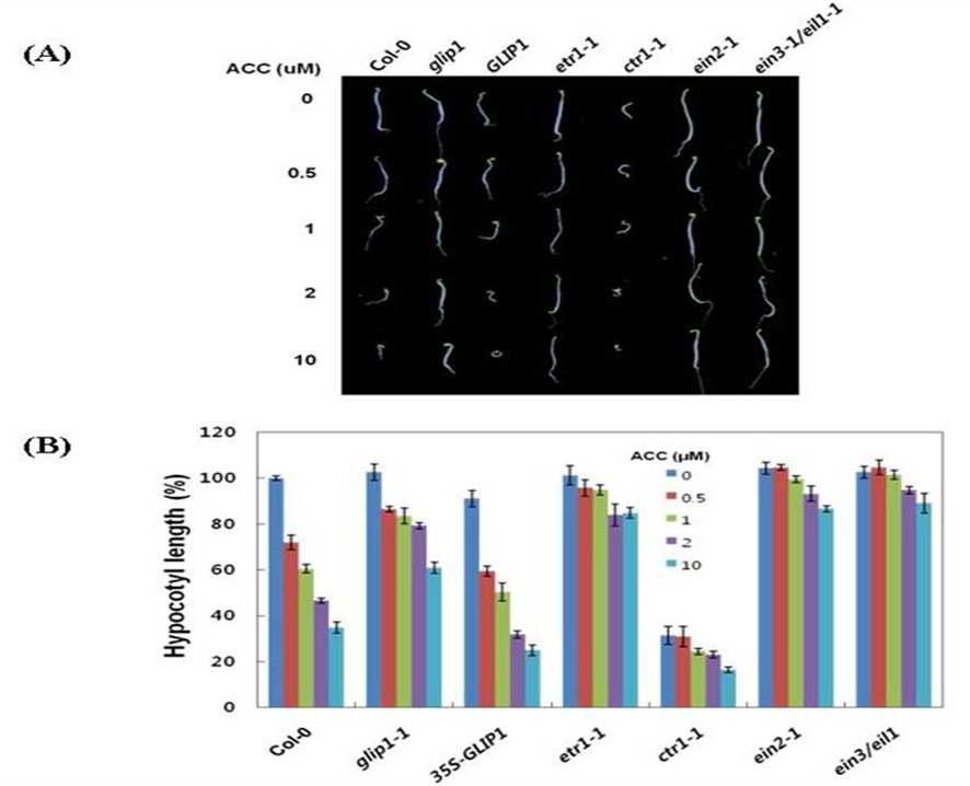 ET 변이체들과 glip1-1, 35S:GLI P1 식물체의 triple response 조사