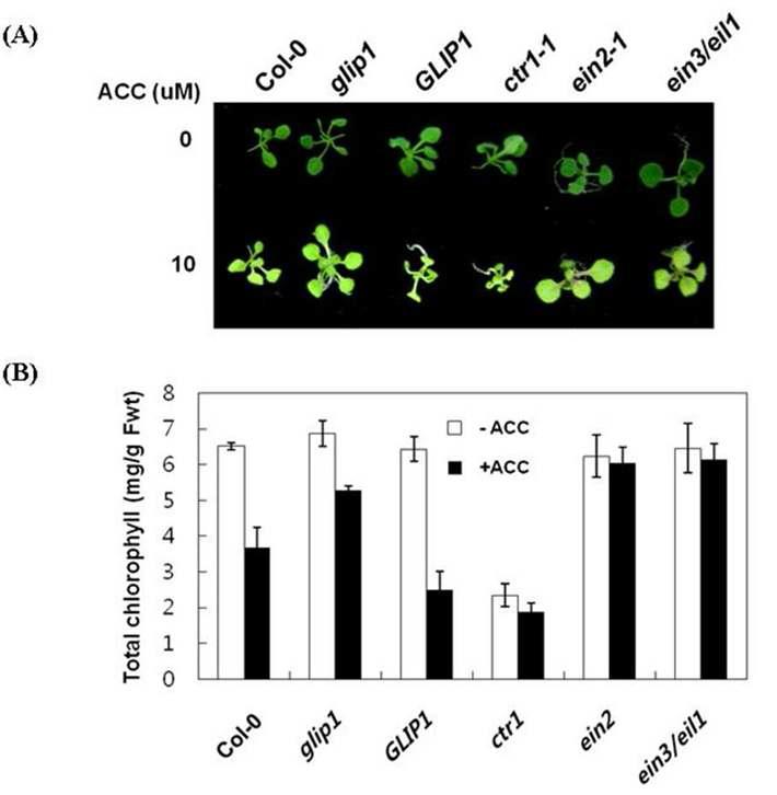 ET 변이체들과 glip1-1, 35S:GLI P1 식물체의 ET 반응 표현형 조사