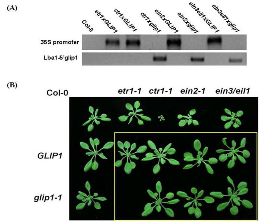 ET 변이체와 glip1-1, 35S:GLI P1의 이중교배체 제작 (A)과 표현형 관찰 (B)