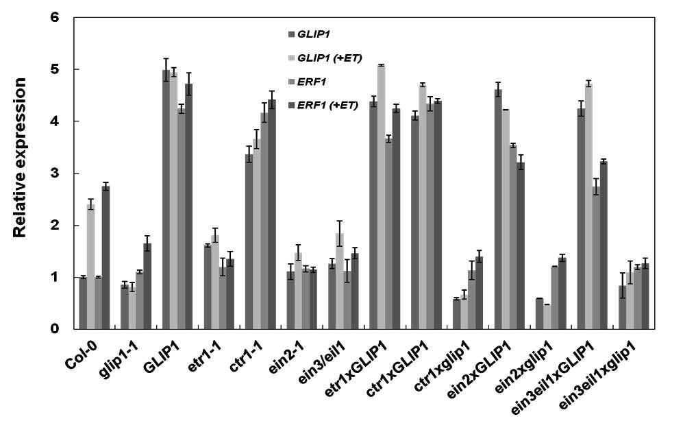 이중교배체의 GLI P1과 ERF 1 발현 양상 조사