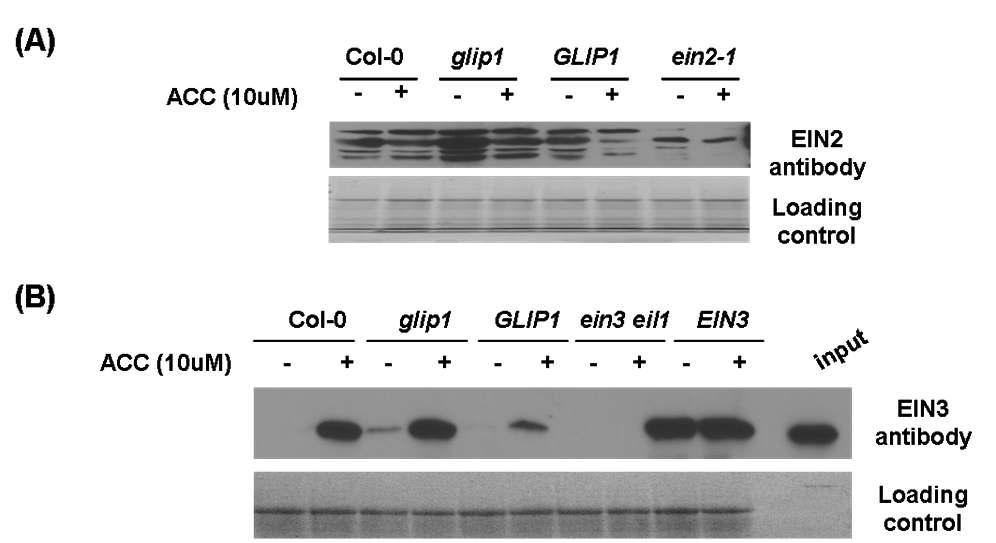 glip1-1 및 35S:GLI P1 식물체의 EIN2 (A), EIN3 (B) 단백질 함량 측정