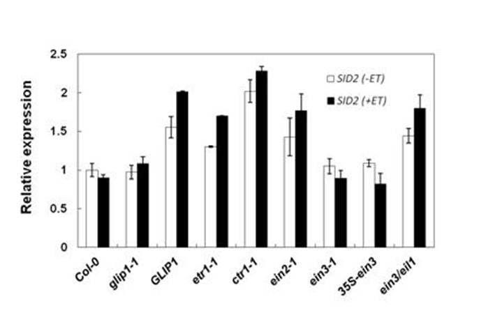 glip1-1, 35S:GLI P1 및 ET 변이체들에서 SI D2 발현 양상 조사