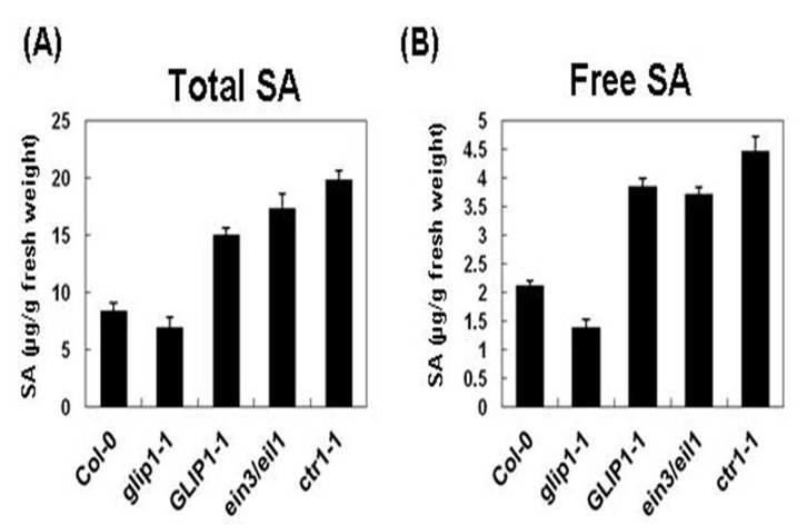 glip1-1, 35S:GLI P1 및 ET 변이체들에서 SA 함량 측정