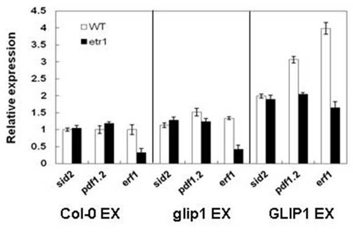 야생형, glip1-1, 35S:GLI P1 체관수액 처리에 의한 유전자 발현 양상 확인