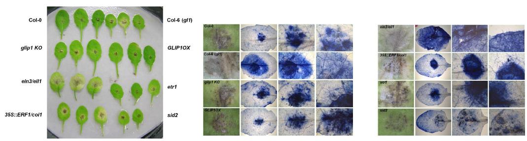 glip1, 35S:GLI P1, ET 변이체의 A. brassicicola에 대한 병저항성 조사