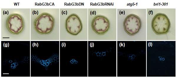 RabG3bCA 과발현에 의한 물관부 2차 세포벽 형성 증가