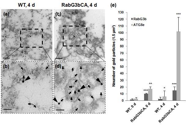 자가포식 구조물에 함께 위치한 RabG3b와 ATG8의 전자현미경 사진