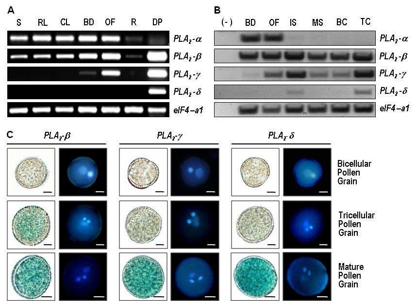 Expression Analysis of the Arabidopsis PLA2genes.