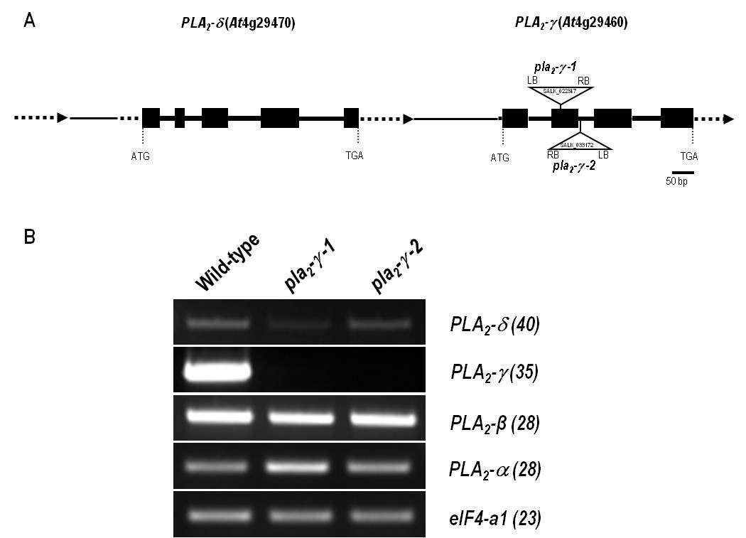 Gene Structure of PLA2-δ and -γ, andRT-PCR of the pla2-γ Mutants