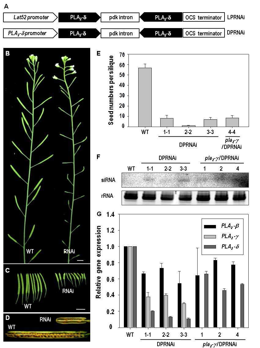 Phenotypic Analysis of the RNAi Mutants