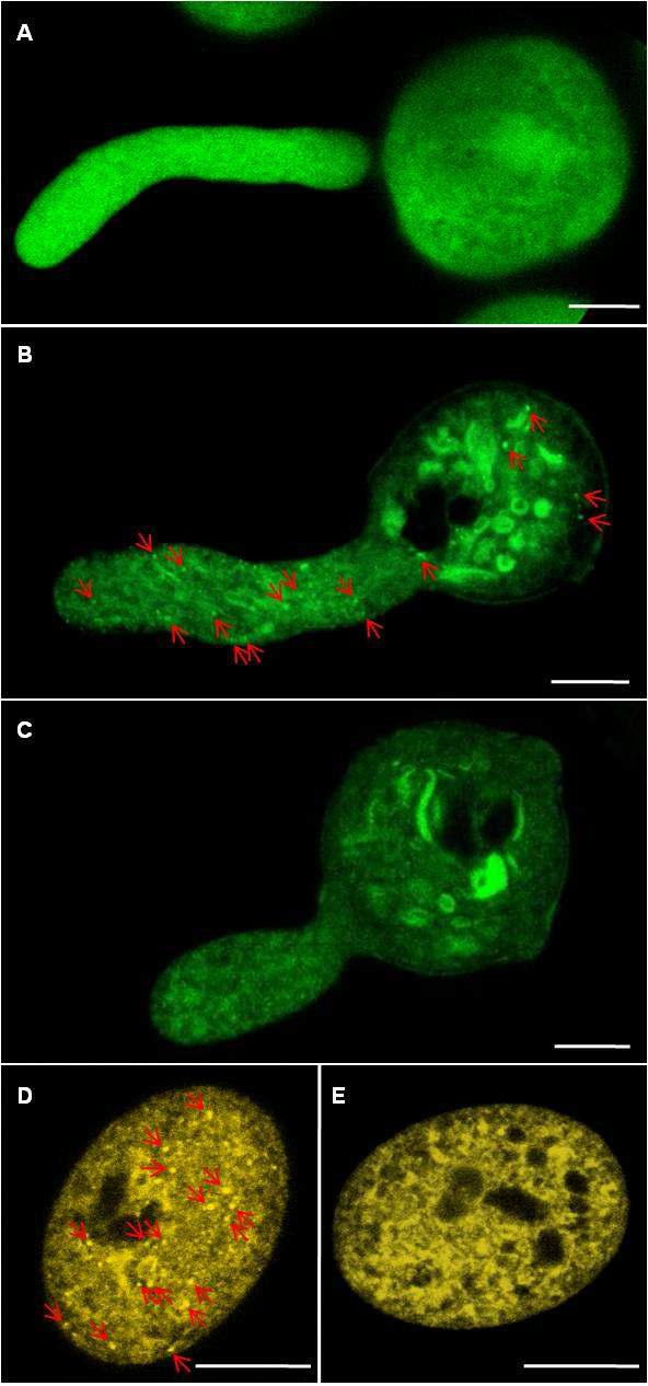 SubcellularLocalization of PLA2-γ and - δ in Pollen.