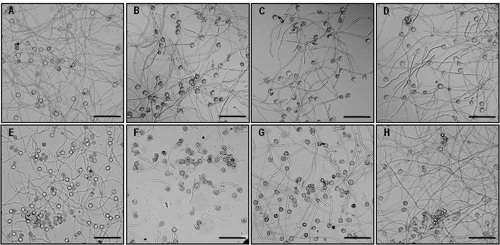 Analysis of in vitro Pollen Germination in thePresence of Various PLA2 Inhibitors.