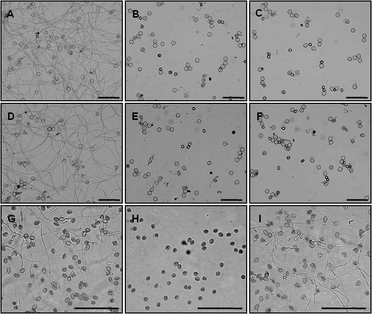 Complementation Analysis of PollenGermination by the LPE.