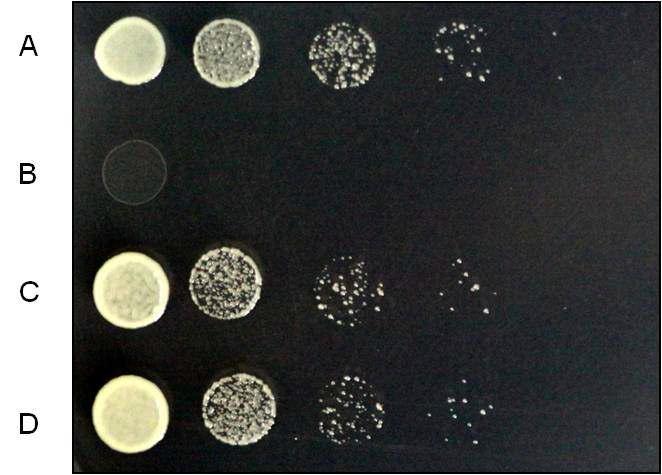 Yeast Two-Hybrid Screening ofPLA2-γ and -δ.