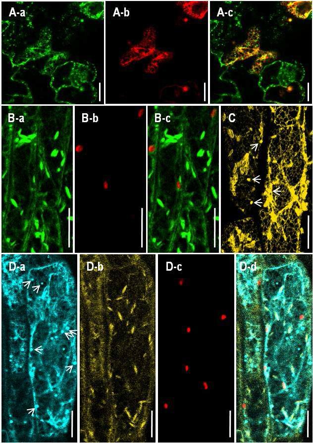 Subcellular Localization of VHA-c4in Tobacco Epidermal Cells and ArabidopsisHypocotyl Cells.