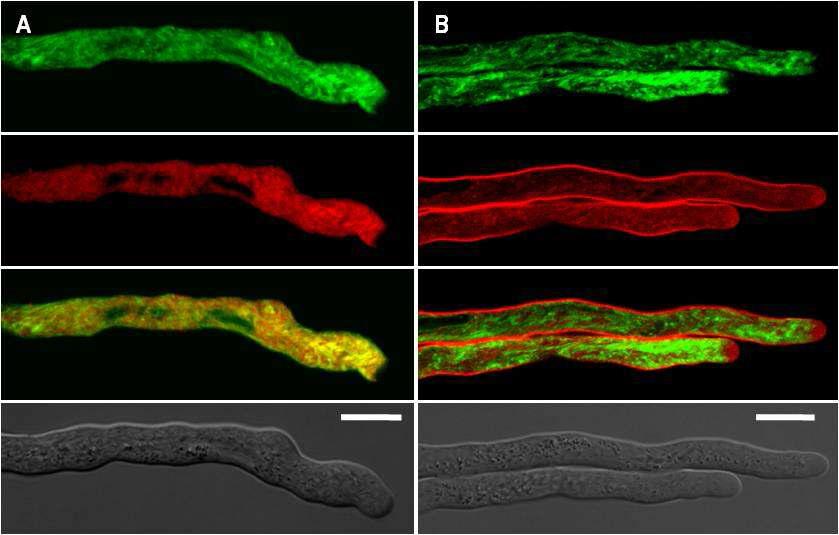 Localization of VHA-c4:smRS-GFP inthe Pollen Tube